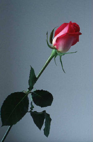 rose-flower-g2.jpg